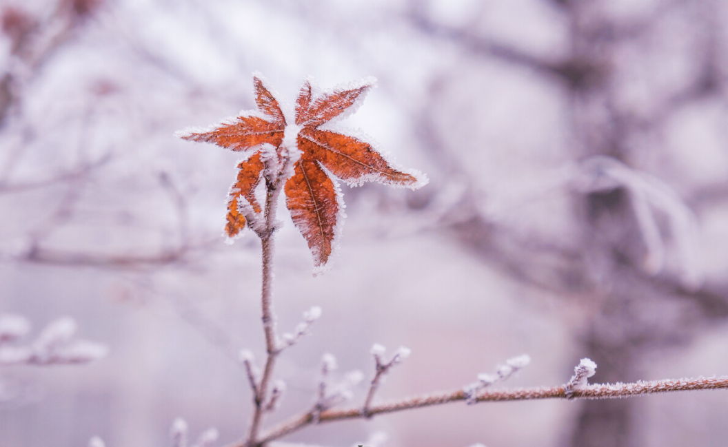 霜降过后水产养殖塘口技术管理要点