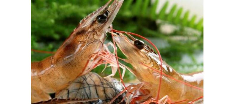 南美白对虾的蜕壳与生长发育特点是如何的？