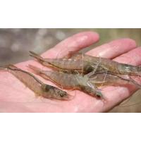 冬棚虾养殖过程中这些问题是不是也在困扰你？