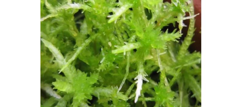 水产养殖养殖中藻类生长有两怕！