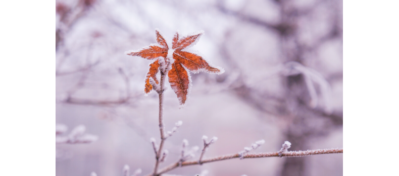 霜降过后水产养殖塘口技术管理要点