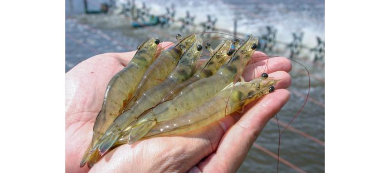 冬棚虾常见问题：肠道弯曲、黄脚白浊、生长慢，该如何解决？