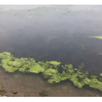 养殖池塘使用青苔药后，出现倒藻、水草萎缩、烂根，怎么办？